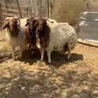 طليان نعيمي