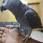 للبيع كاسكو أليف ومليان كلام