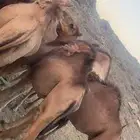 حشو سمينه ونظيفه على شعير وبرسيم