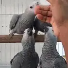 فروخ كاسكو