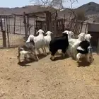 طلي نعيمي وحري