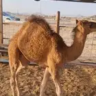 قعود لباني للبيع