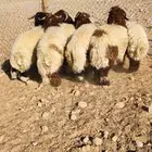 للبيع جذعان نعيم بلدي