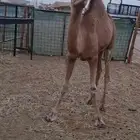 قعود لباني للبيع