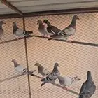 للبيع حمام زاجل سباق الخفجي