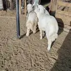 طليان حريات
