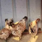 دجاج حباحب بياض