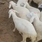 رخال بهم حري