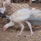 فروخ سندي