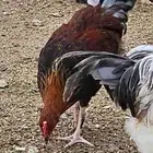 دجاج بلدي ديوك ودجاج من عمر 6 شهور