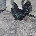 ديك اندنوسي للبيع