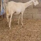 نعجه حريه