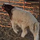 خروف نعيمي صنف فاخر معرف