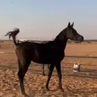 مهرة واهو بورق