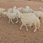 رخال حريات مقاني طيبه العمر من 6 شهور الي 8