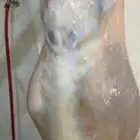 تيوس وجفار