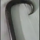 عكاز بفواصل زراف وحيد القرن