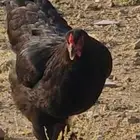 دجاج للبيع . ديك ودجاجتين هجين براهما وبلدي