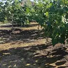 عقل التين السلطاني حماط فاخر من الاخر