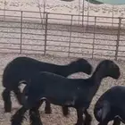 للبيع 3 رخال عرب فاخره صنف