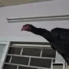 ديك شامو الماني هزاز