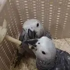 فروخ كاسكو