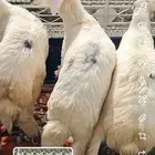طليان للبيع