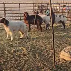 للبيع 4 رخال نعيم هرافي