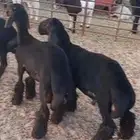 للبيع ثلاث مشاريع فحول عرب فاخرة