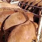 سواكن مرابي جذعان وثنيان