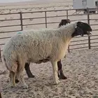 للبيع حيل صنف الصنف فاخرة