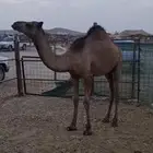 قعود مفرود للبيع