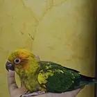 للبيع صن كنيور فرخ اليف حمامه