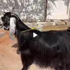 السلام عليكم للبيع عنز عارضيه خصم معرفه حاصب