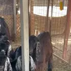 معزه عارضيه عدد 15