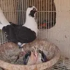 حمام شامي