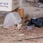 قط ضغير جدا حجمه أصغر من الكف للتبني