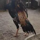 شامو ياباني