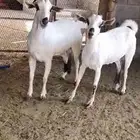 بيشيات جروم ودفيع