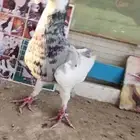 ذكر اسكندرون المند بطل