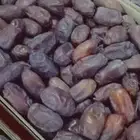 تمر خضري كمية للبيع نظيف