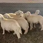 طليان حريات