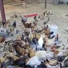 صيصان فروخ بلدي
