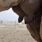 خلفه تحتها قعود