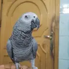 للبيع كاسكو اليف ومتكلم بطلاقه