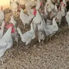 دجاج فيوم المنيوم