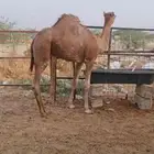 قعود لباني للبيع (تم البيع خارج الموقع )