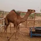 قعود لباني للبيع  تم البيع خارج الموقع