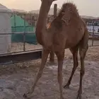 قعود لباني للبيع ( تم البيع خارج الموقع