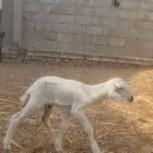 نعجه حريه منتوج